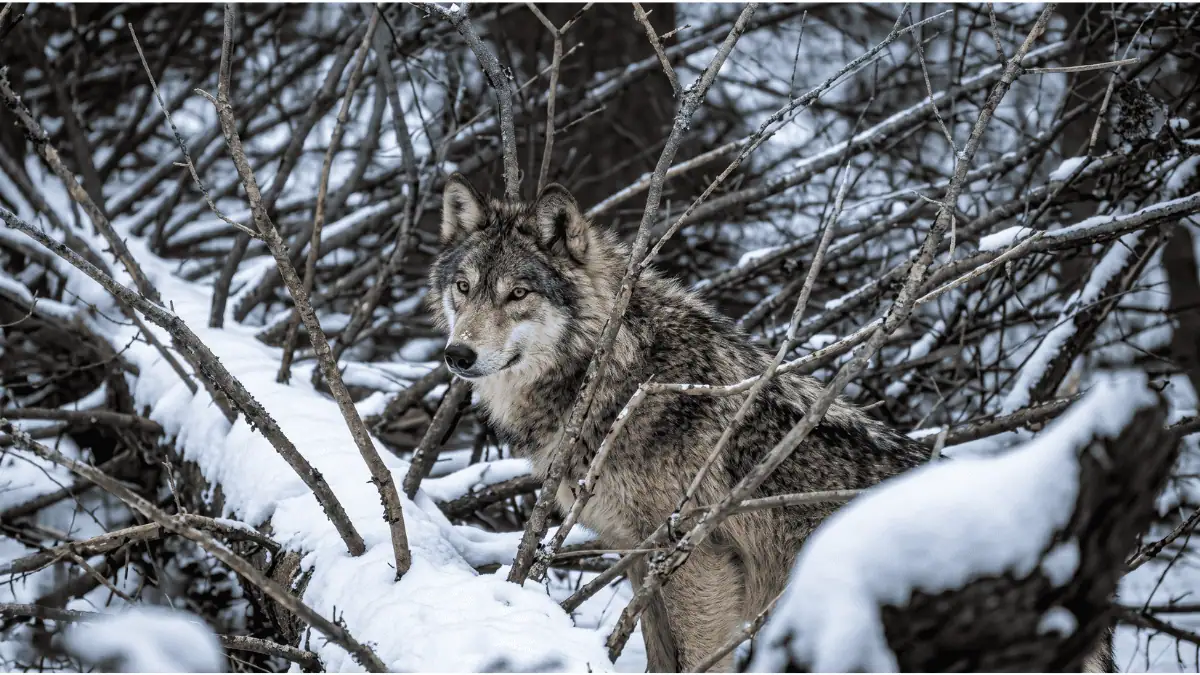 A Decade Ago, This Lake Superior Island Was Down to 2 Wolves. Now There Are 37, and the Moose Are Disappearing Fast.