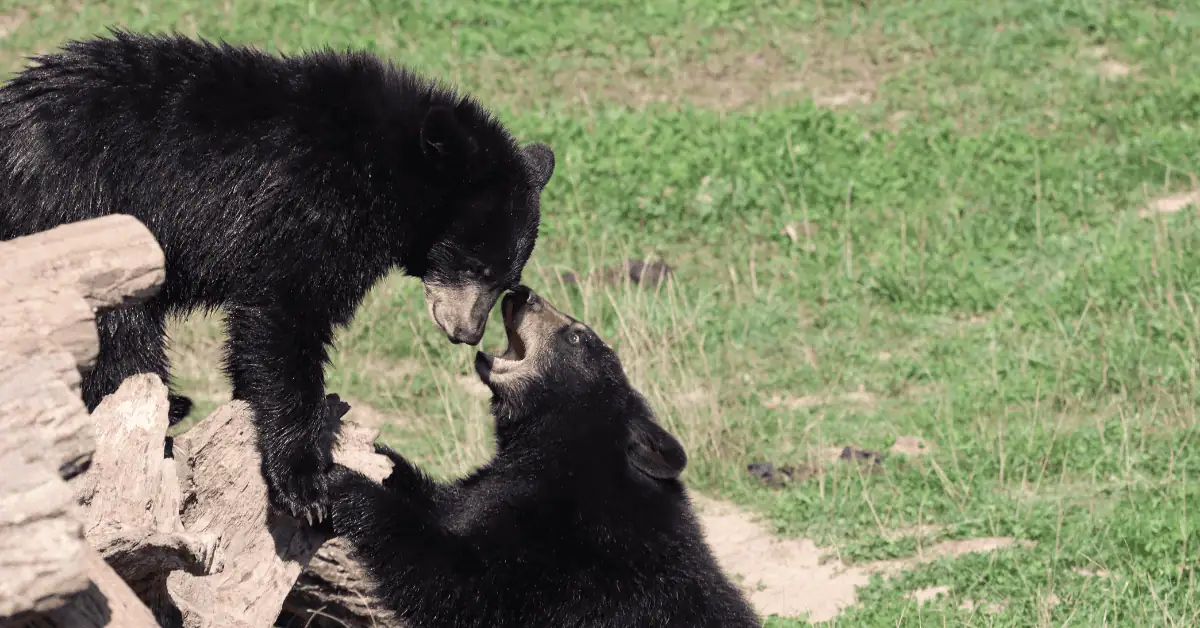 America’s Largest Bear Ranch Isn’t Out West — It’s Tucked Into the Woods North of Newberry