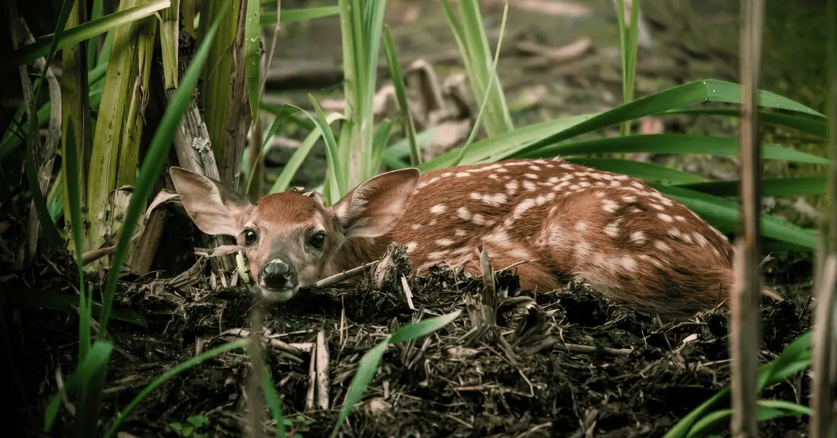 If You Find a Fawn Curled Up Alone This Month, the Kindest Thing You Can Do Is Walk Away