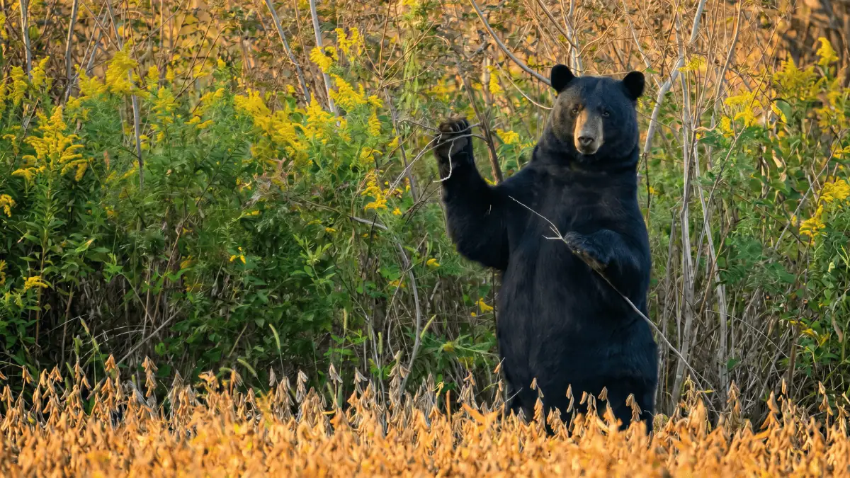 American black bear standing in tall grass