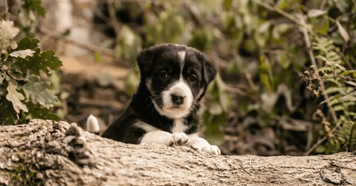 Your Pet Could Be a Calendar Star — And It Helps U.P. Shelter Animals