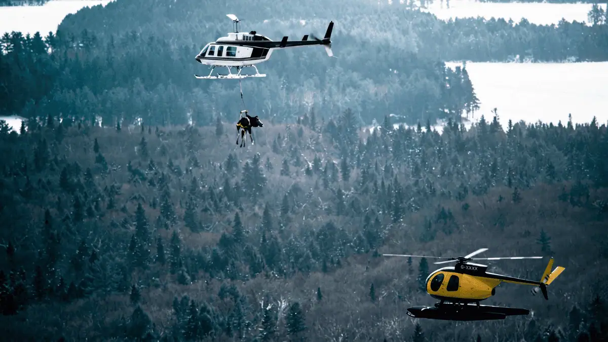 Forty Years Ago, Michigan Brought Moose Back to the U.P. by Dangling Them From Helicopters