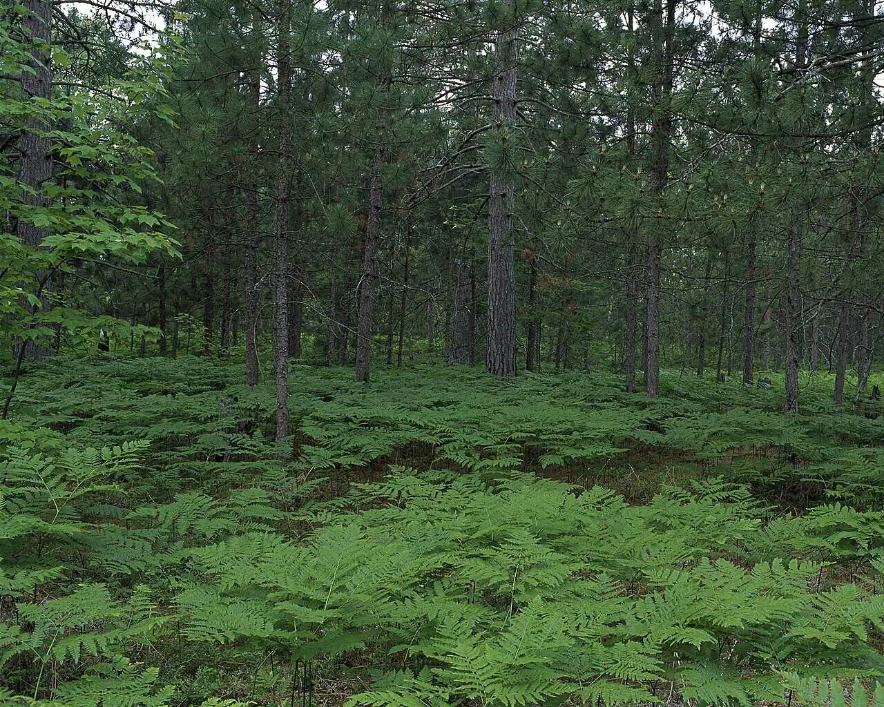 There&rsquo;s a Tree Nursery Hidden in the U.P. That Quietly Replants a Quarter of the Country