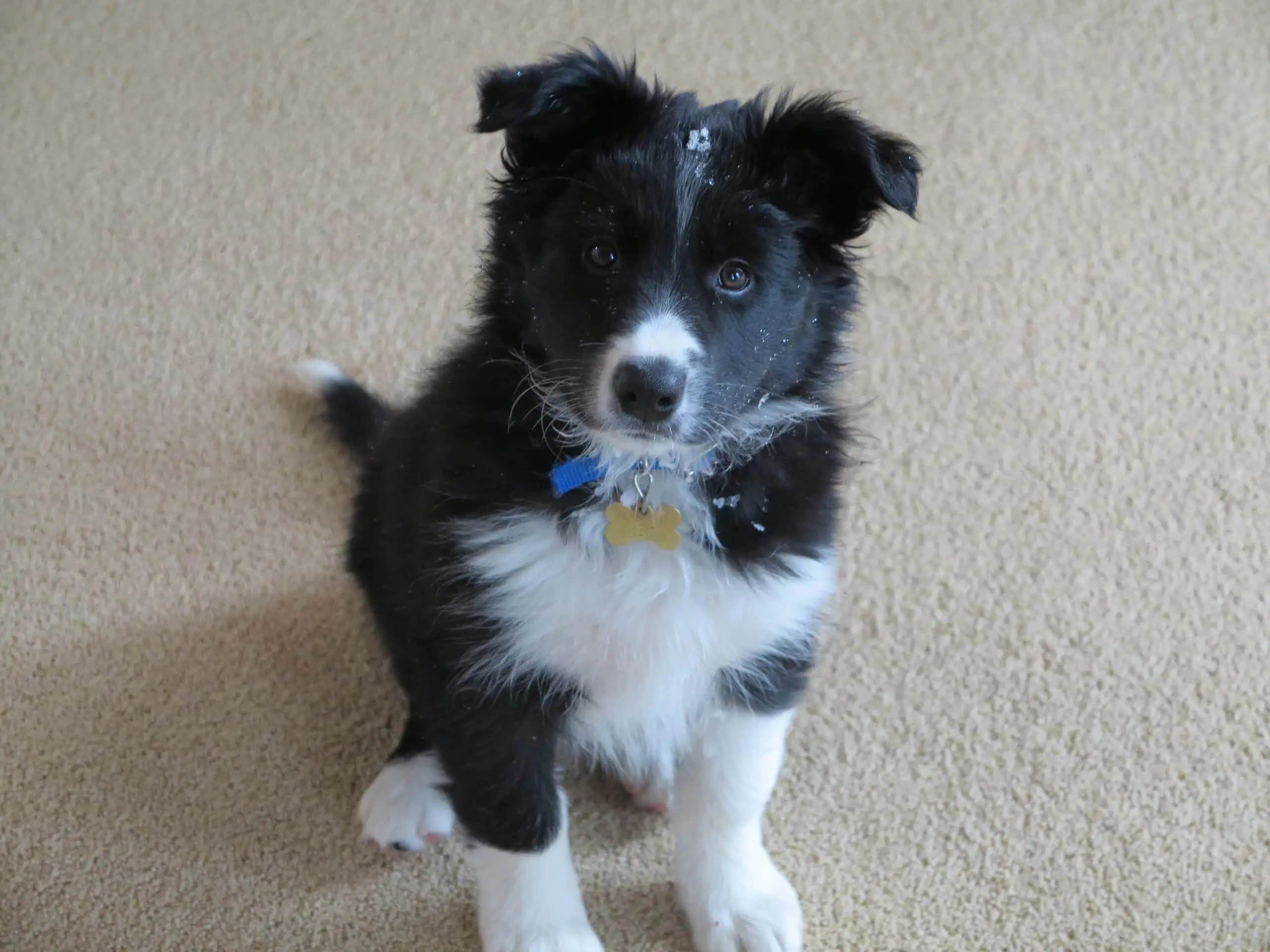 Black-and-white border collie puppy lying on the floor and looking toward the camera.