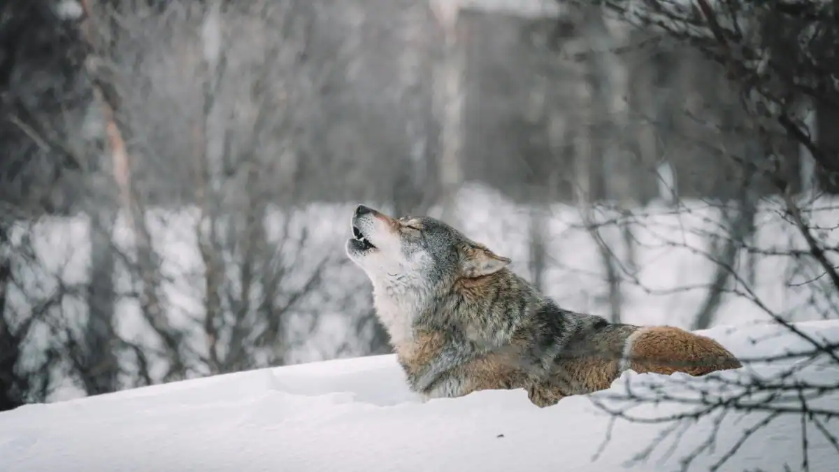 Gray wolf howling on snow-covered ground.