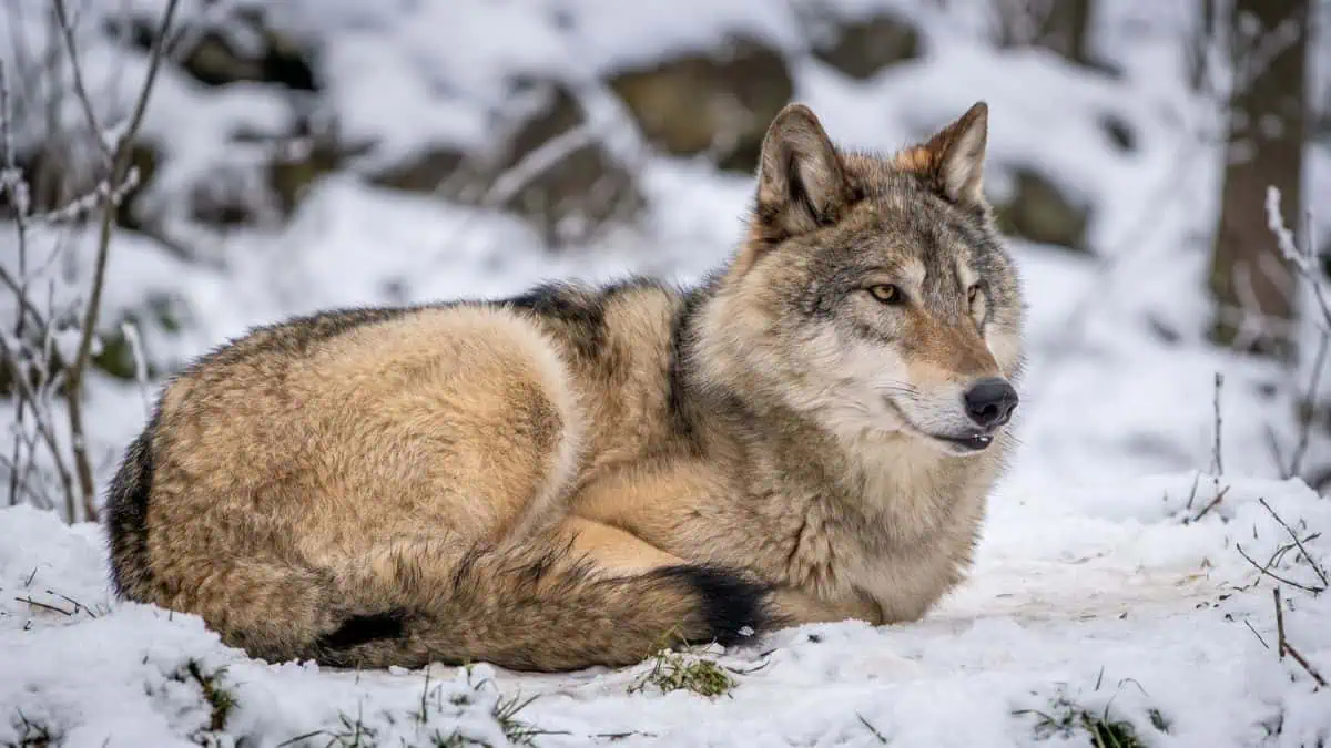 gray wolf resting in the snow.
