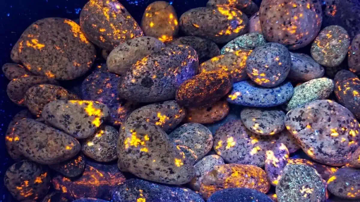 Yooperlite rocks glowing orange under ultraviolet light.