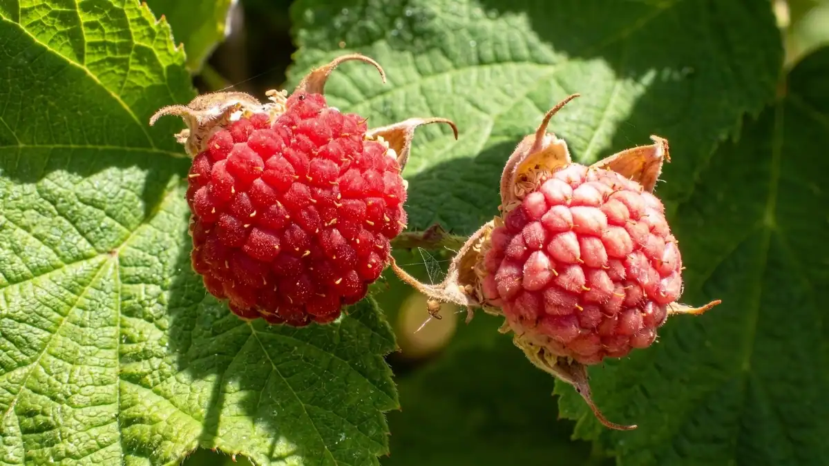 This Wild U.P. Berry Is Too Delicate to Ship, So You’ll Only Find Its Jam Up Here