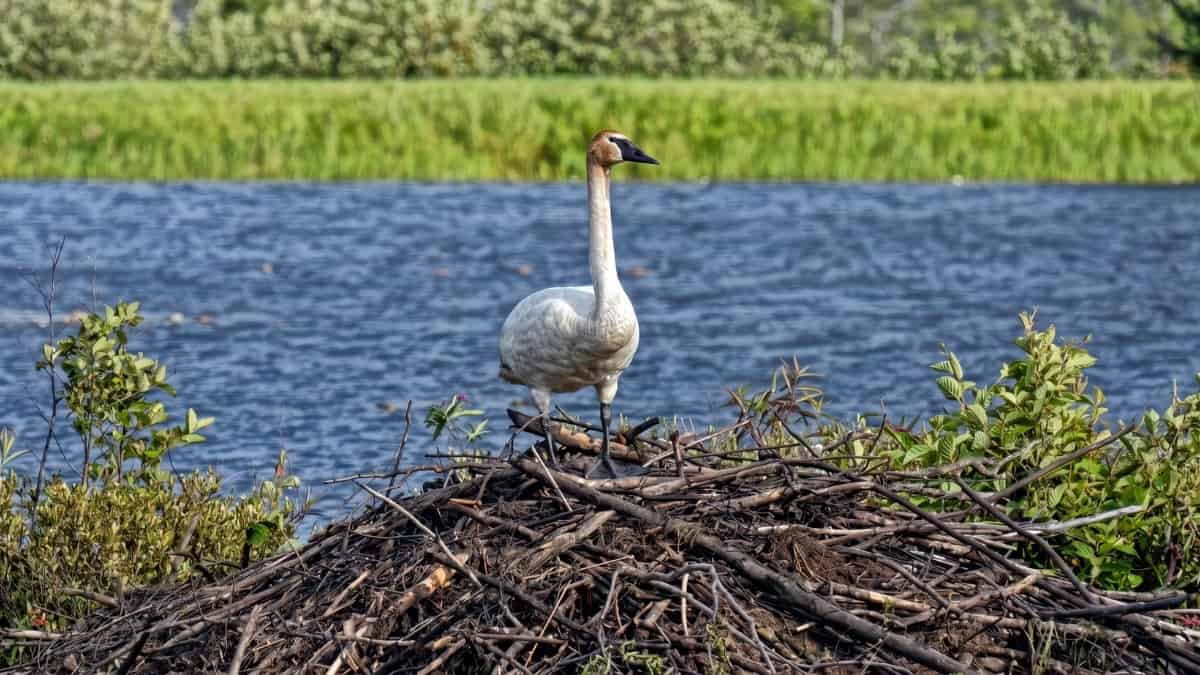 Trumpeter swan at Seney National Wildlife Refuge in Michigan’s Upper Peninsula