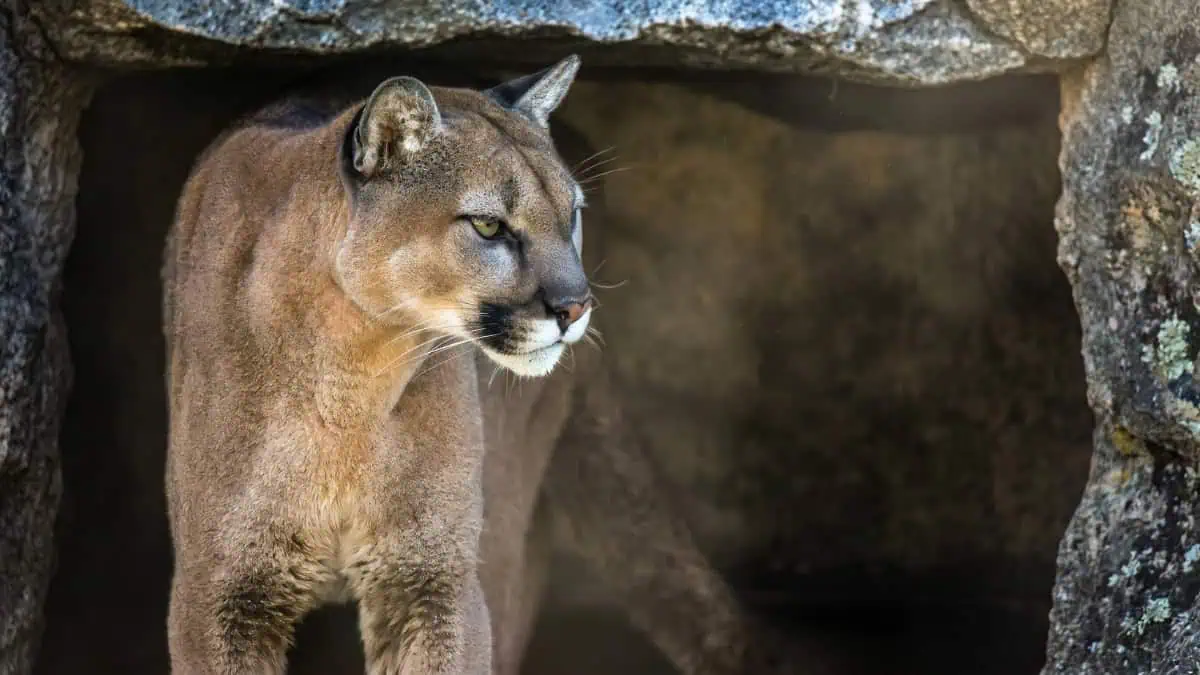 Are There Mountain Lions in the Upper Peninsula? The DNR Just Confirmed Cubs for the First Time