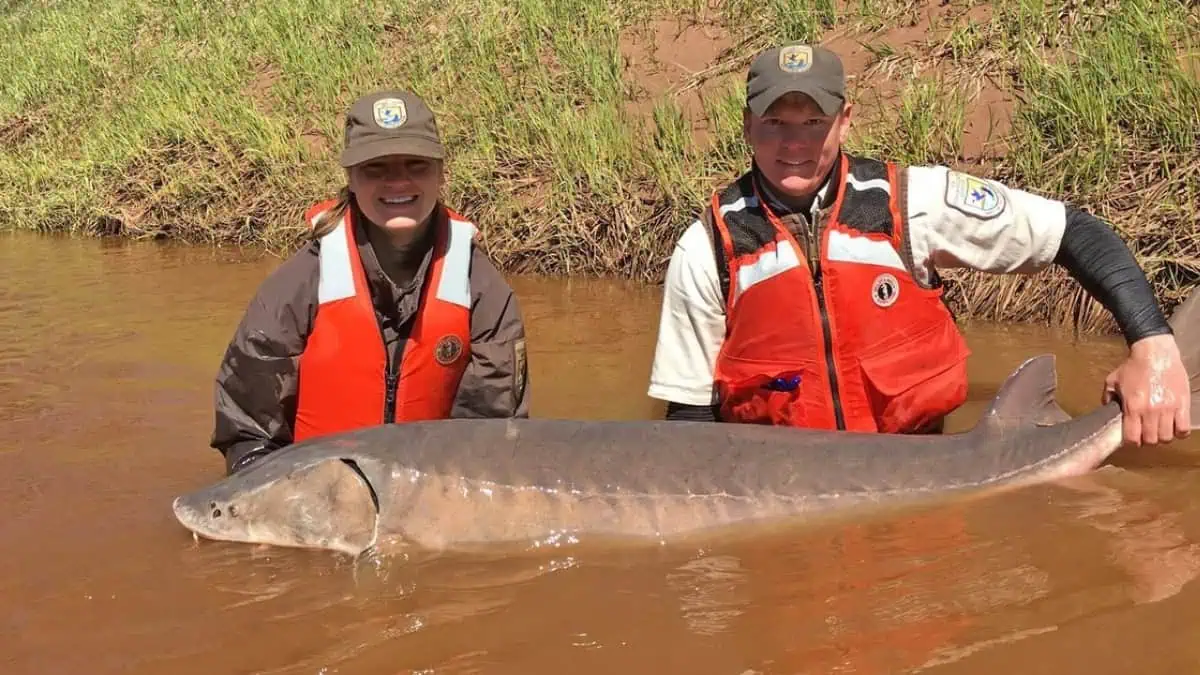 Meet the Lake Sturgeon: a 150-Million-Year-Old Living Fossil Still Cruising U.P. Rivers and Lake Superior