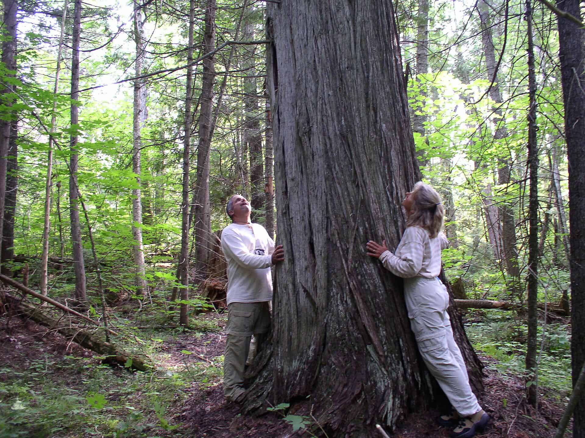 Towering old-growth white pines at Estivant Pines Nature Sanctuary