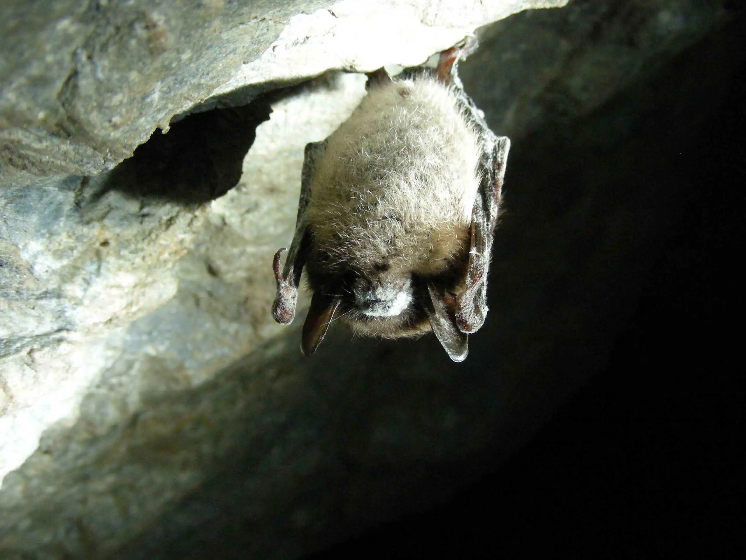 Iron Mountain Almost Buried This Mine in 1993. One Caver Saved a Quarter-Million Bats.