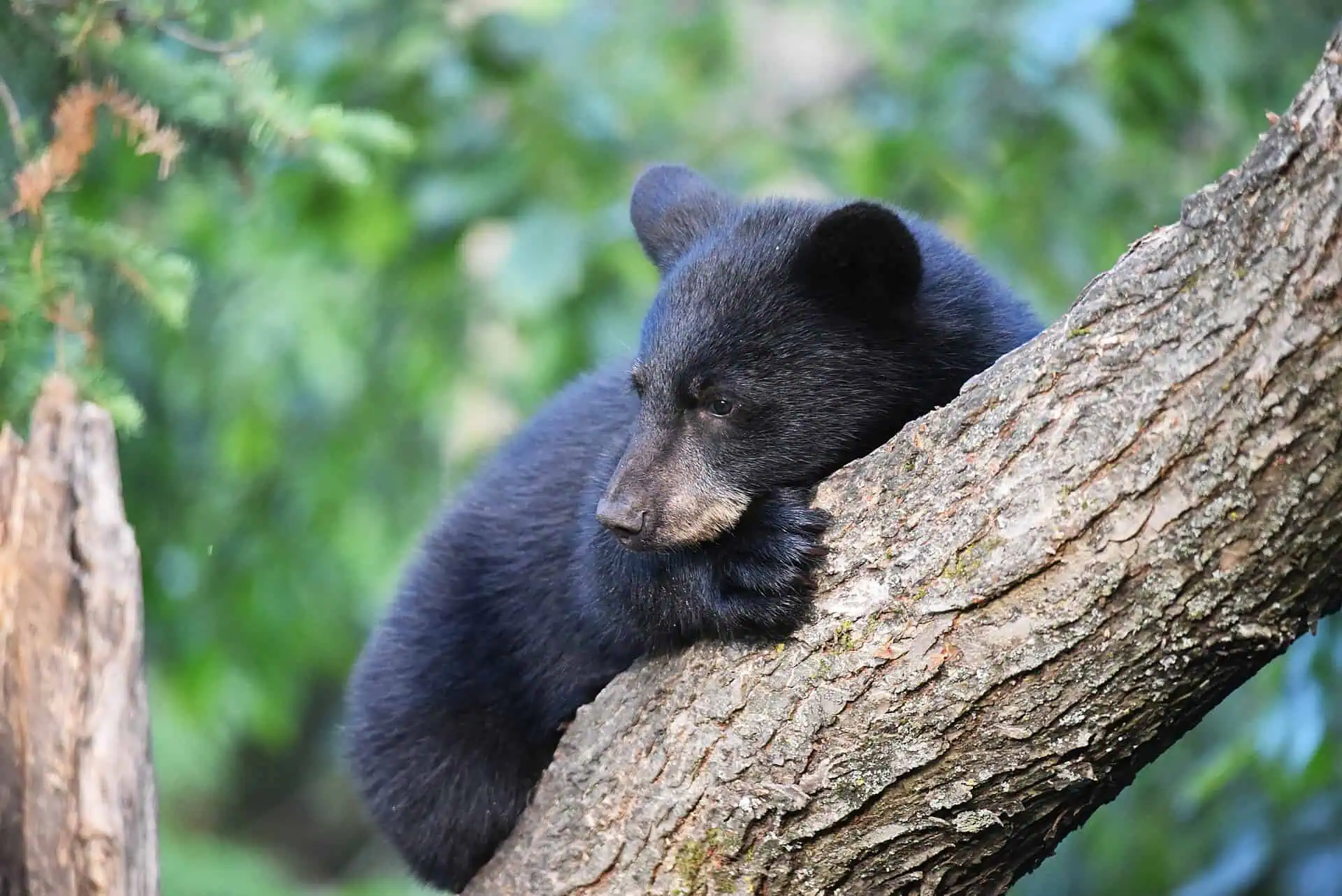 A small American black bear cub resting on a tree branch.