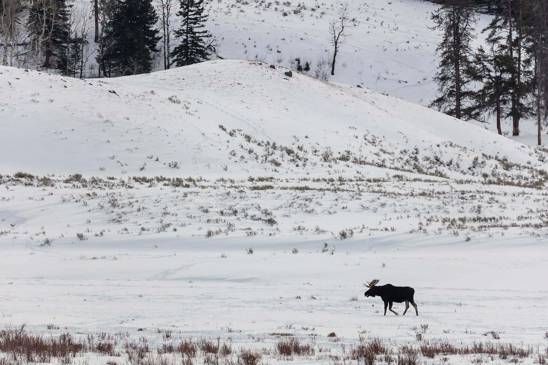 Michigan Airlifted Moose Into the U.P. Hanging From Helicopters, and Paid in Wild Turkeys