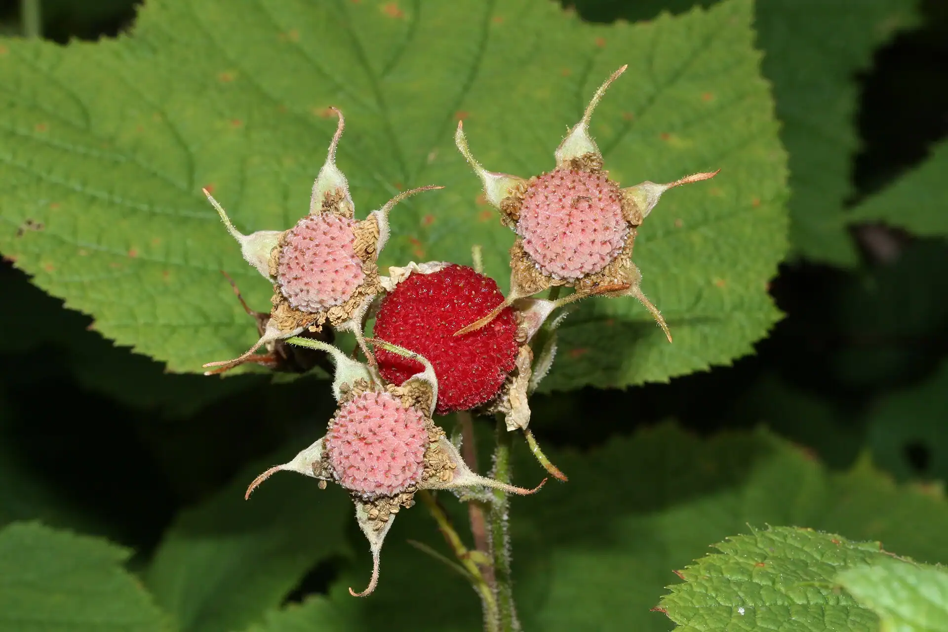 Ripe red thimbleberries on the plant, a wild berry that grows across the Keweenaw Peninsula.