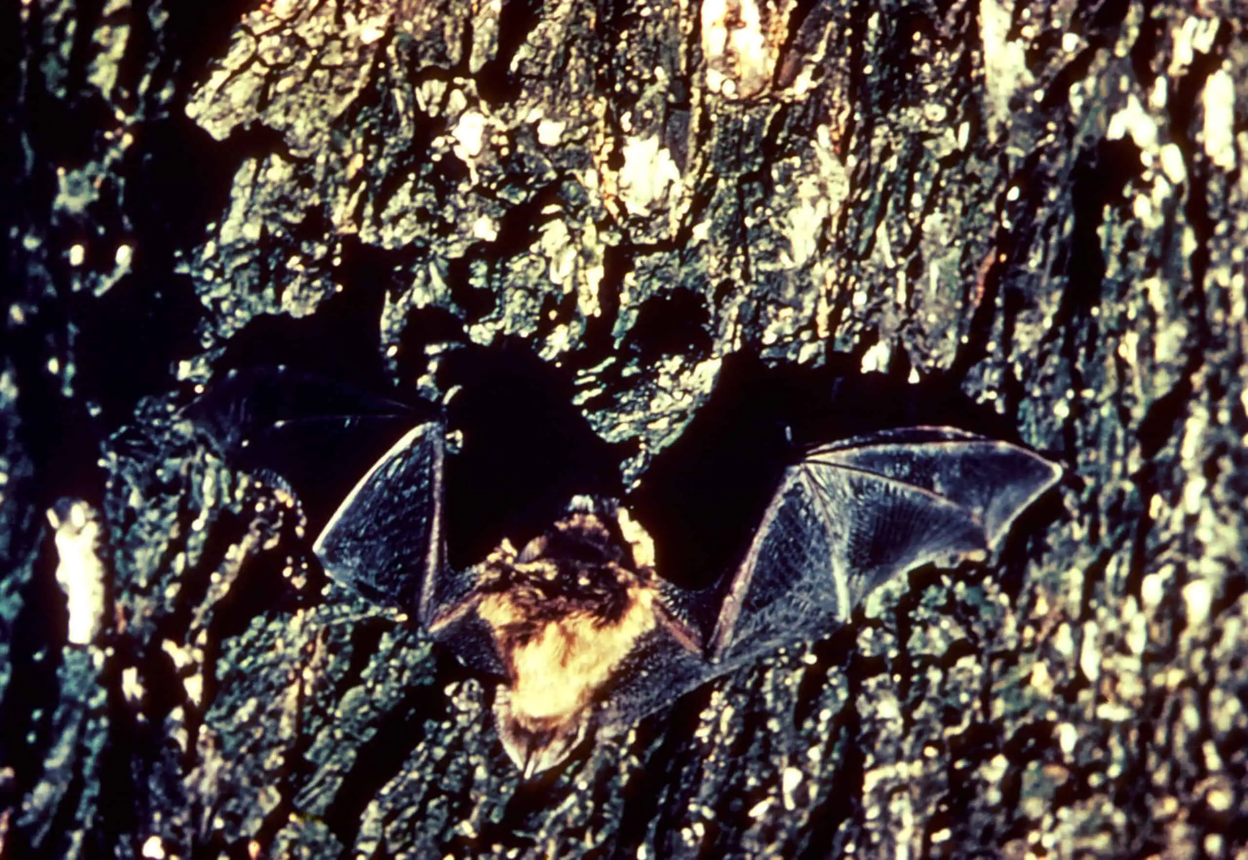 Close view of a little brown bat with folded wings.