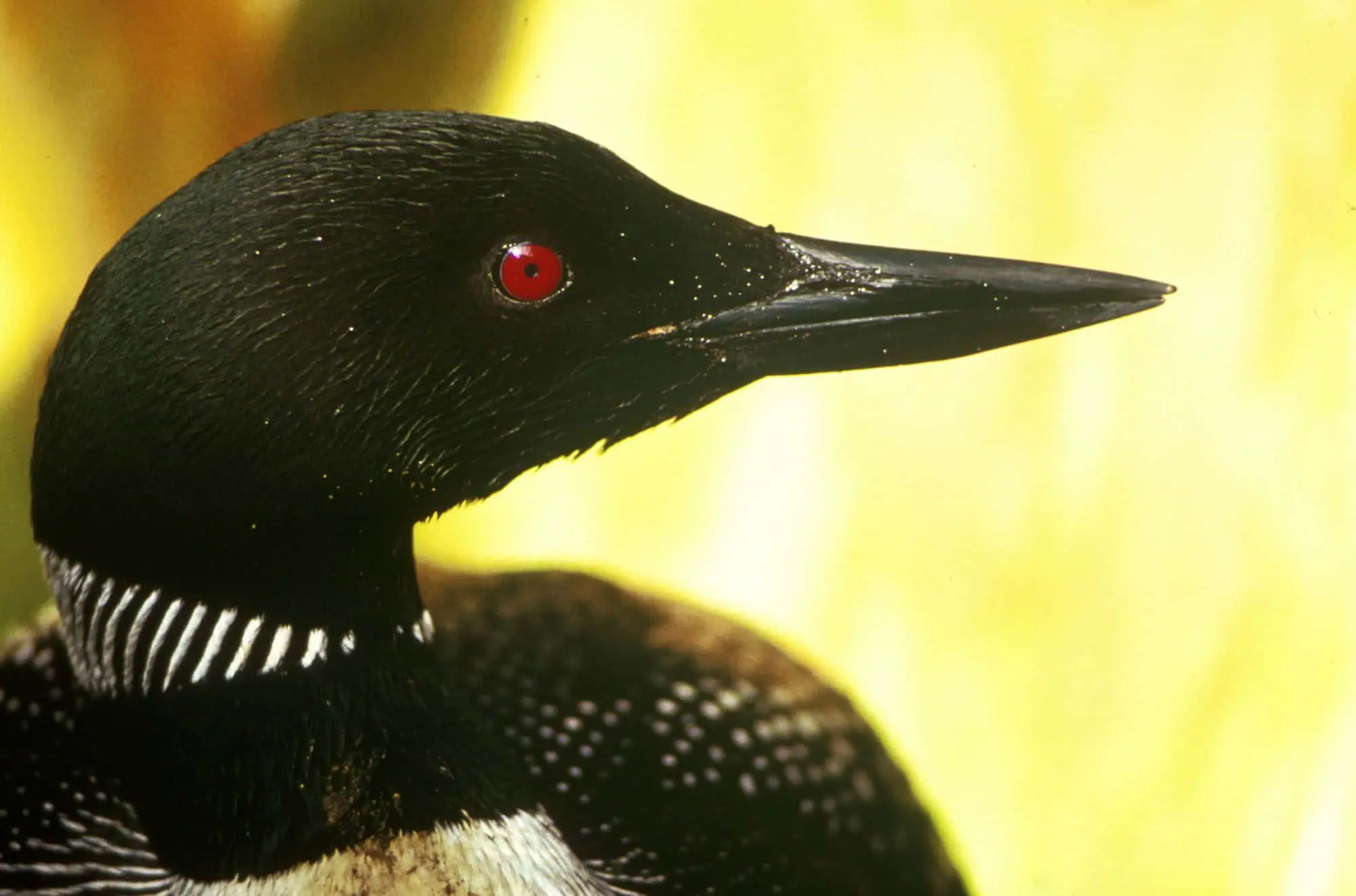 Close view of a common loon's head and red eye on the water.