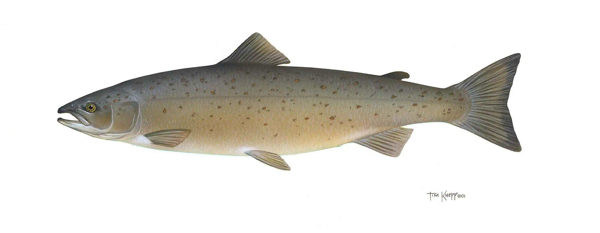 Illustration of an Atlantic salmon.