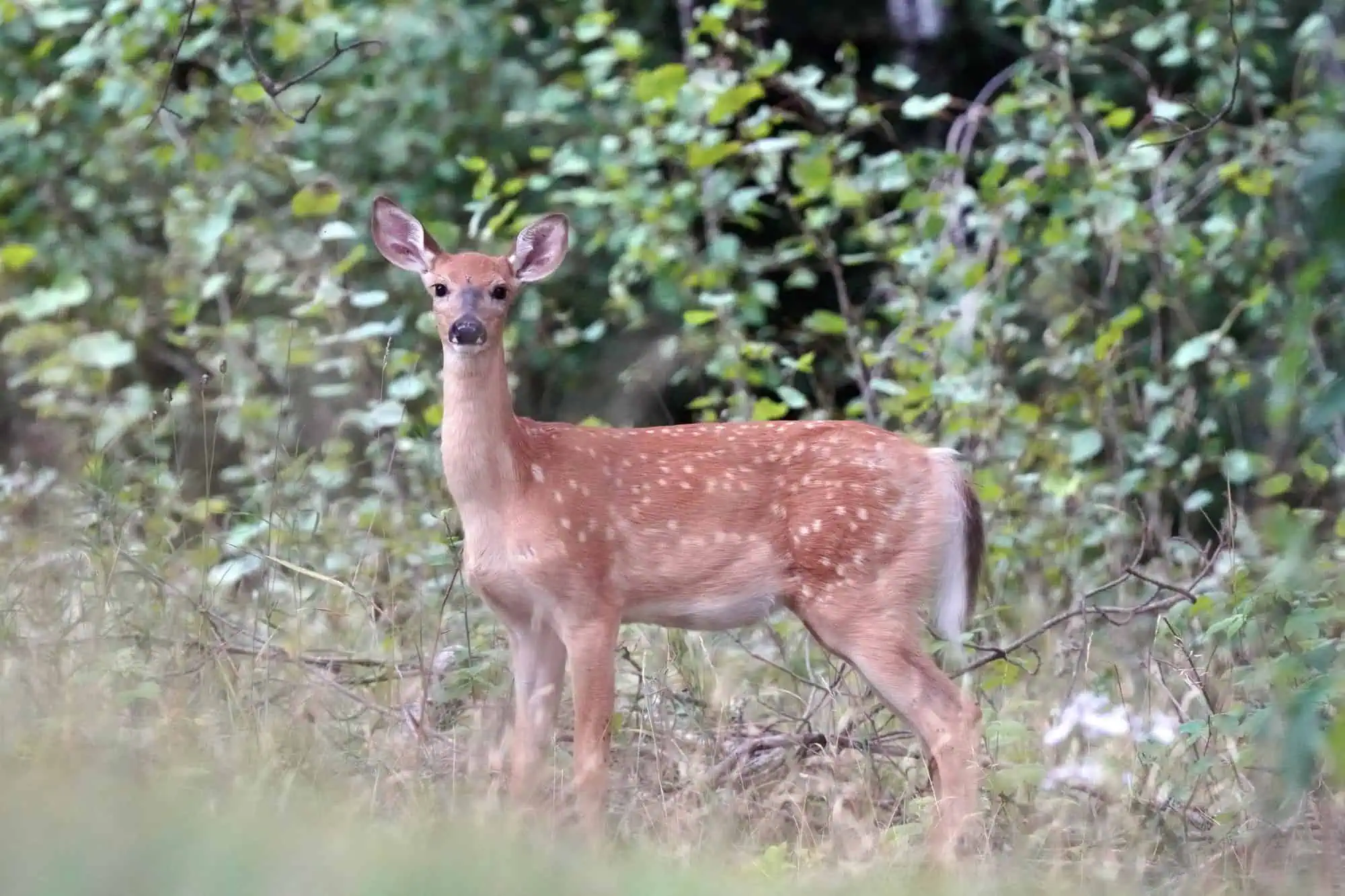 A white-tailed deer fawn lying still in grass.