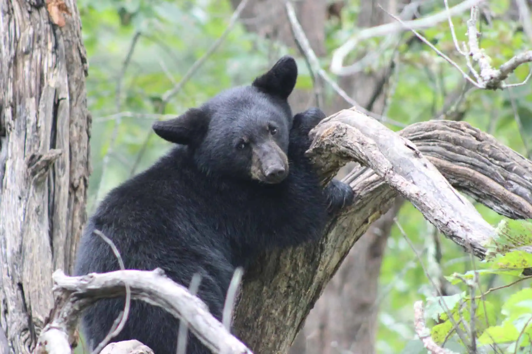 An American black bear walking through green undergrowth. File photo: Courtney Celley, U.S. Fish and Wildlife Service, public domain, via Wikimedia Commons