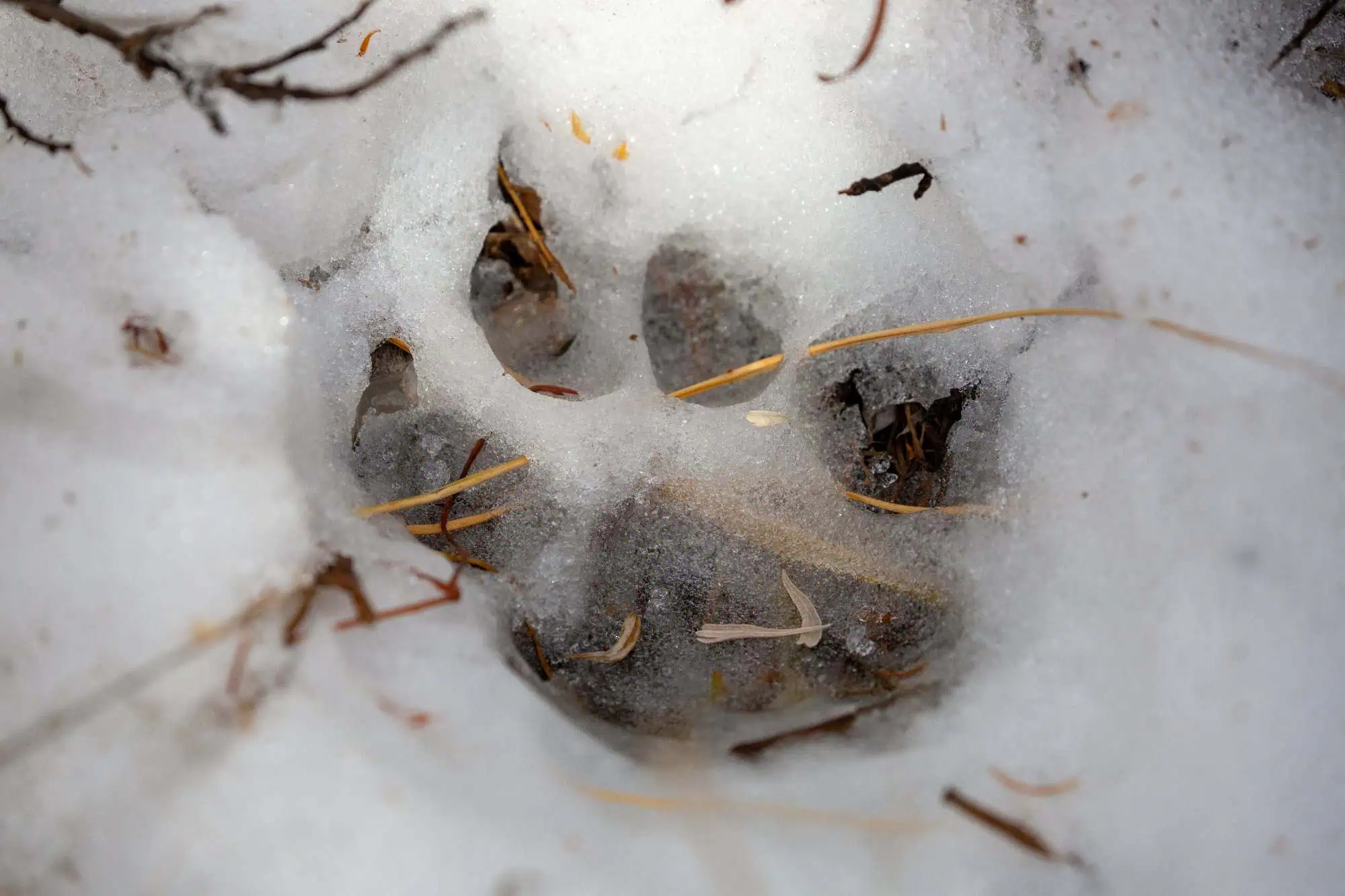 A cougar footprint pressed into snow, showing a single pad and four toe prints. Photo by Diane Renkin, National Park Service, public domain.