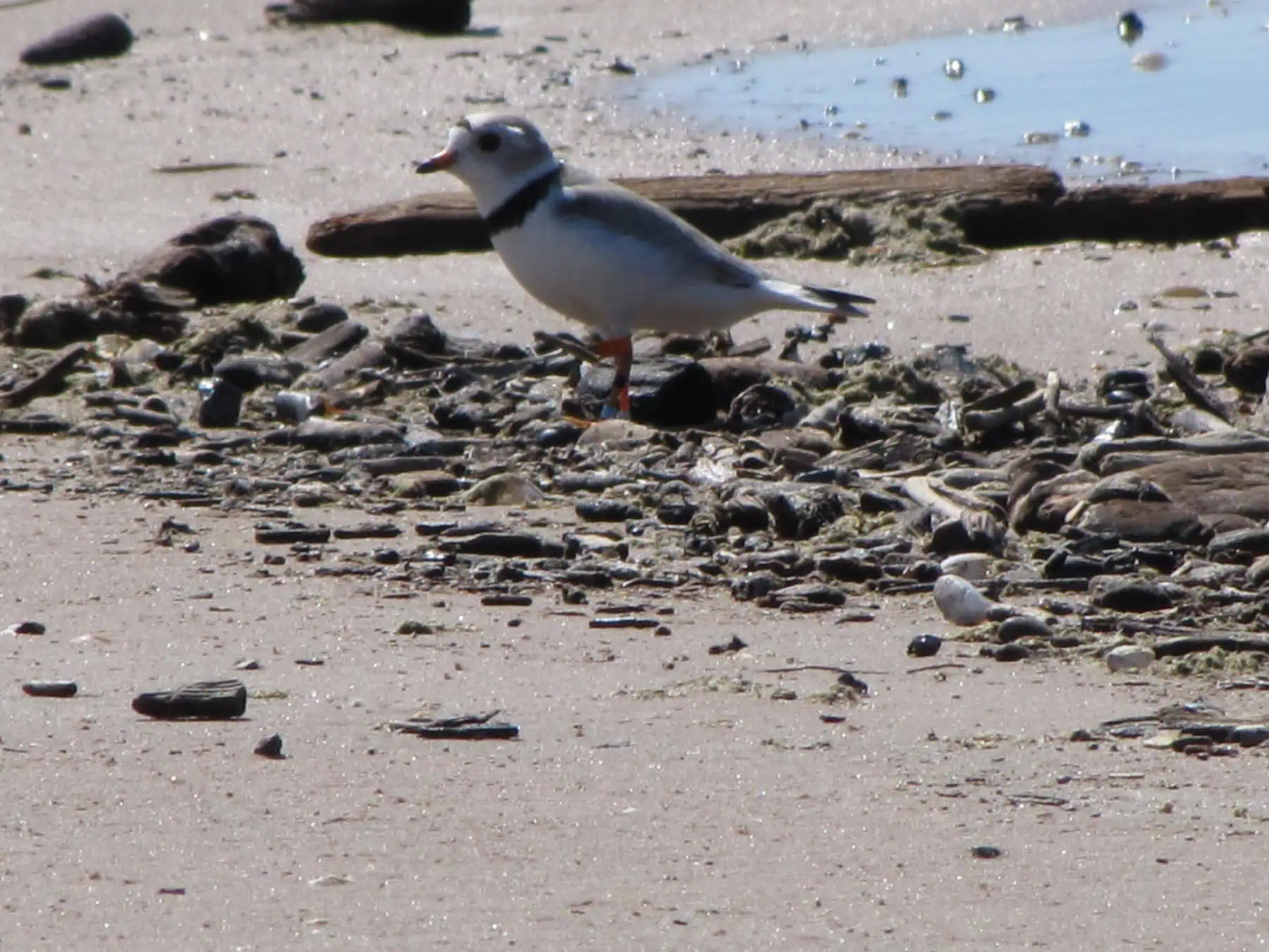 An adult piping plover standing on sand near Seney National Wildlife Refuge. Photo: Seney Natural History Association, CC BY-SA 2.0, via Wikimedia Commons