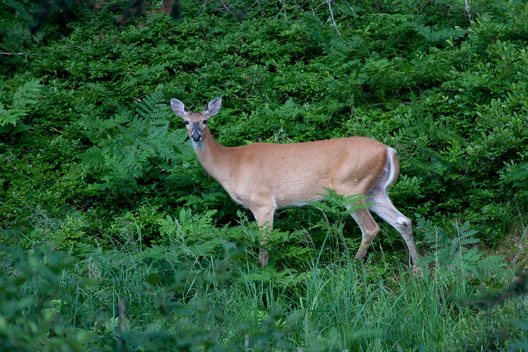 A white-tailed deer doe standing in the woods at Seney National Wildlife Refuge. Photo: Fred Gaunt, Seney Natural History Association, CC BY-SA 2.0, via Wikimedia Commons
