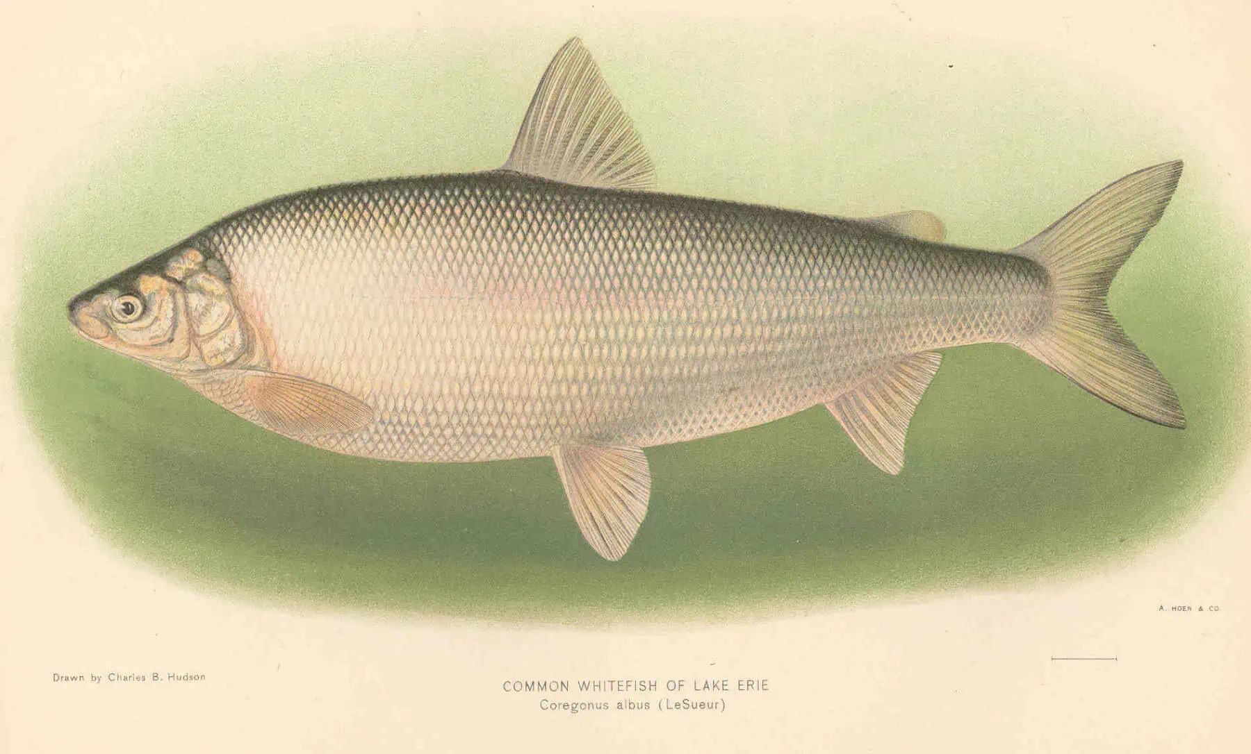 Historical scientific illustration of the common whitefish, Coregonus albus. Drawn by Charles Bradford Hudson, public domain.