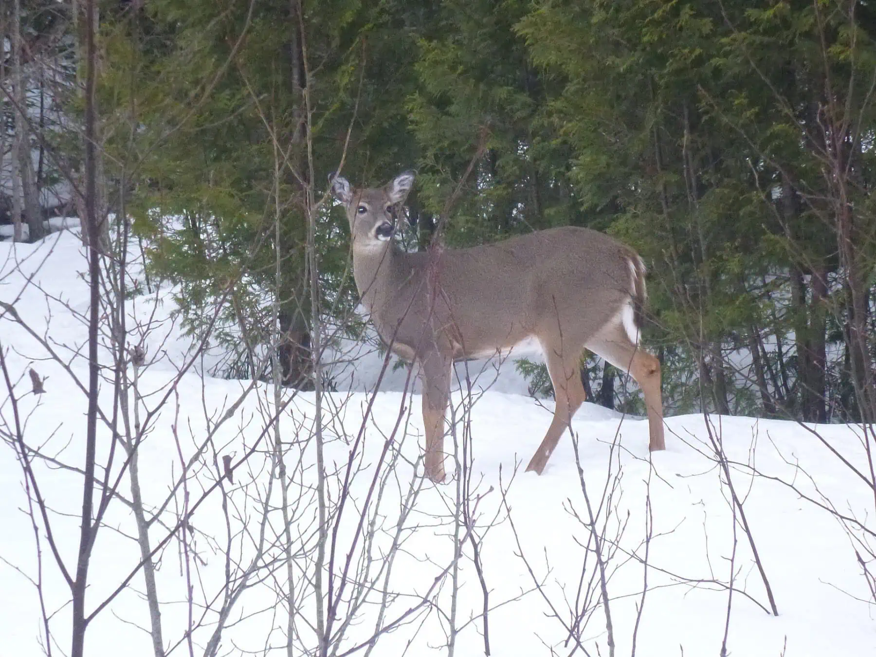 A white-tailed deer standing in snow among conifers at Pictured Rocks National Lakeshore. Photo: National Park Service, public domain.