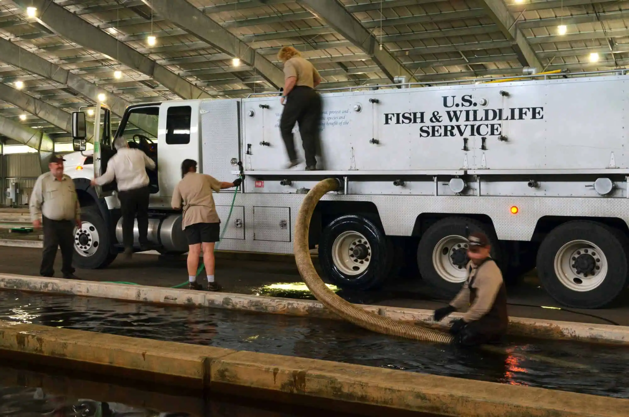 Young lake trout stocked into a hatchery raceway in Michigan, U.S. Fish and Wildlife Service photo. Photo: USFWSmidwest, Public domain, via Wikimedia Commons